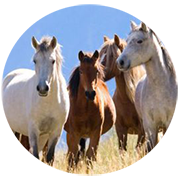 Vegan Portfolio Management
